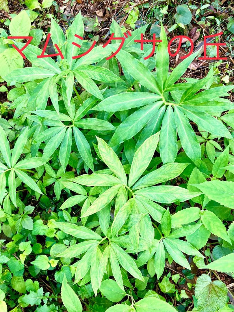 天然＊野生【ムラサキマムシグサ＊マムシグサ＊蝮草】山野草＊幼苗3〜4株＊抜き苗