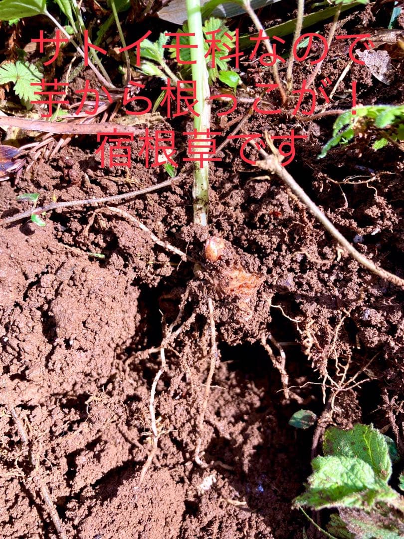 天然＊野生【ムラサキマムシグサ＊マムシグサ＊蝮草】山野草＊幼苗3〜4株＊抜き苗