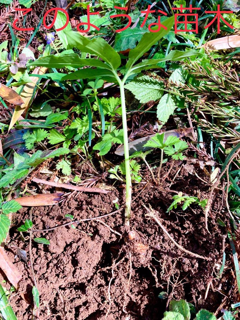 天然＊野生【ムラサキマムシグサ＊マムシグサ＊蝮草】山野草＊幼苗3〜4株＊抜き苗