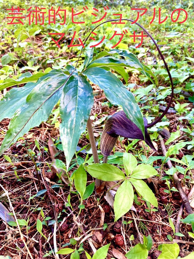 天然＊野生【ムラサキマムシグサ＊マムシグサ＊蝮草】山野草＊幼苗3〜4株＊抜き苗