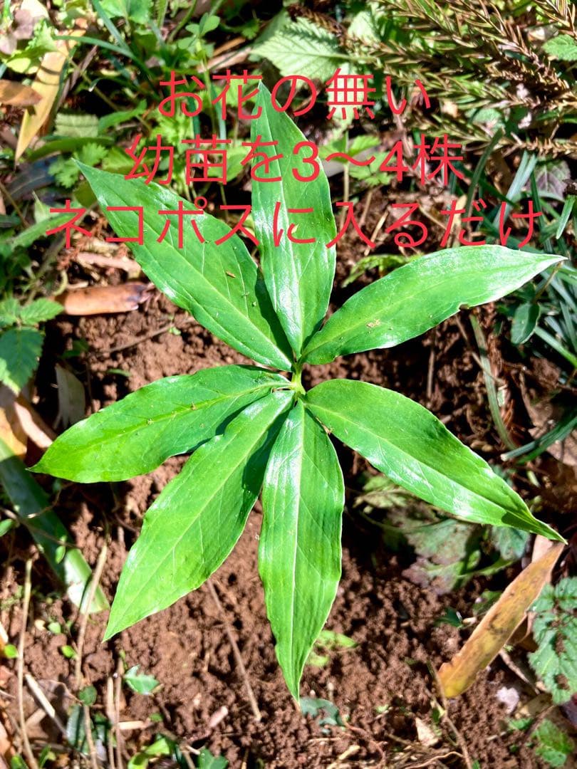 天然＊野生【ムラサキマムシグサ＊マムシグサ＊蝮草】山野草＊幼苗3〜4株＊抜き苗