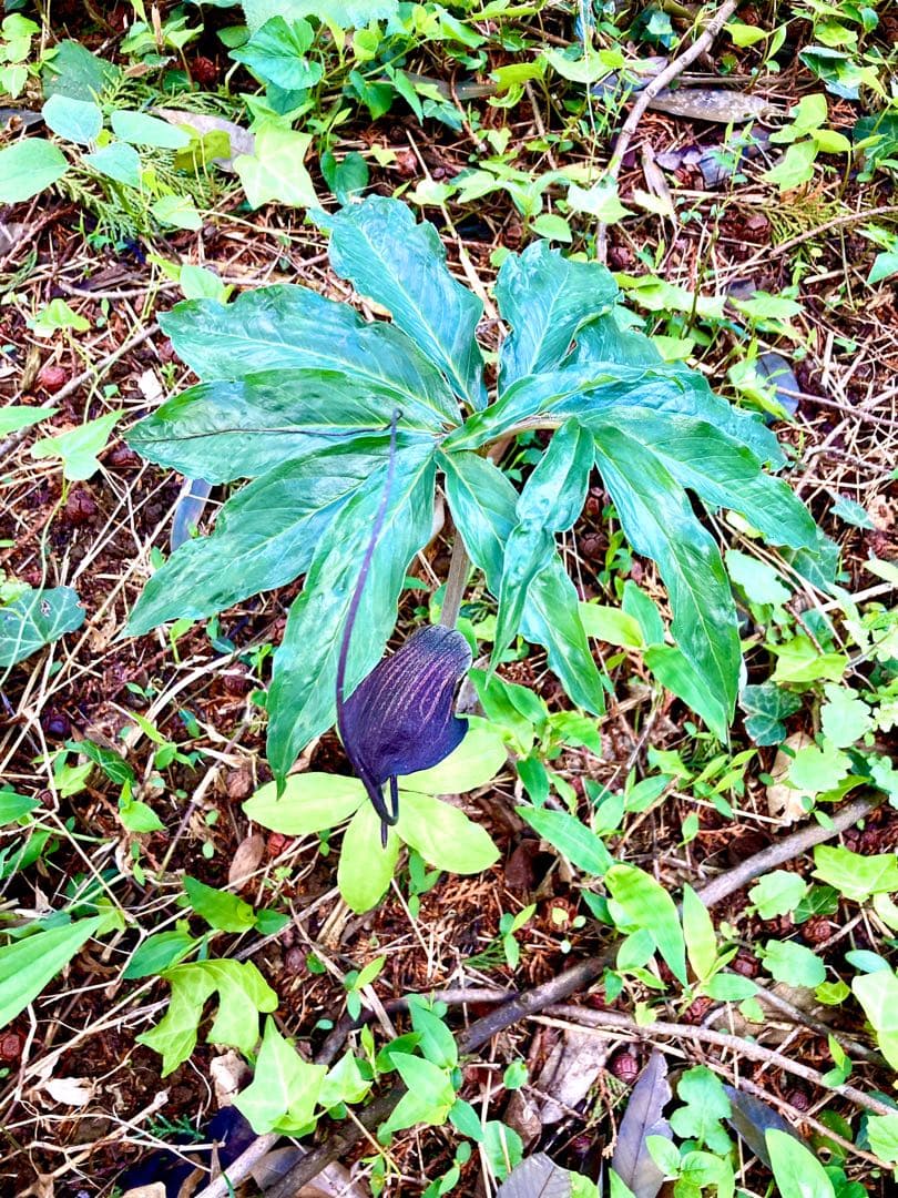 天然＊野生【ムラサキマムシグサ＊マムシグサ＊蝮草】山野草＊幼苗3〜4株＊抜き苗