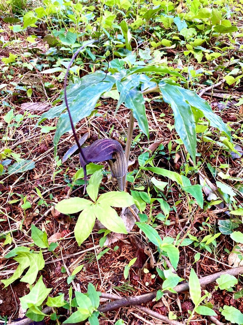 天然＊野生【ムラサキマムシグサ＊マムシグサ＊蝮草】山野草＊幼苗3〜4株＊抜き苗