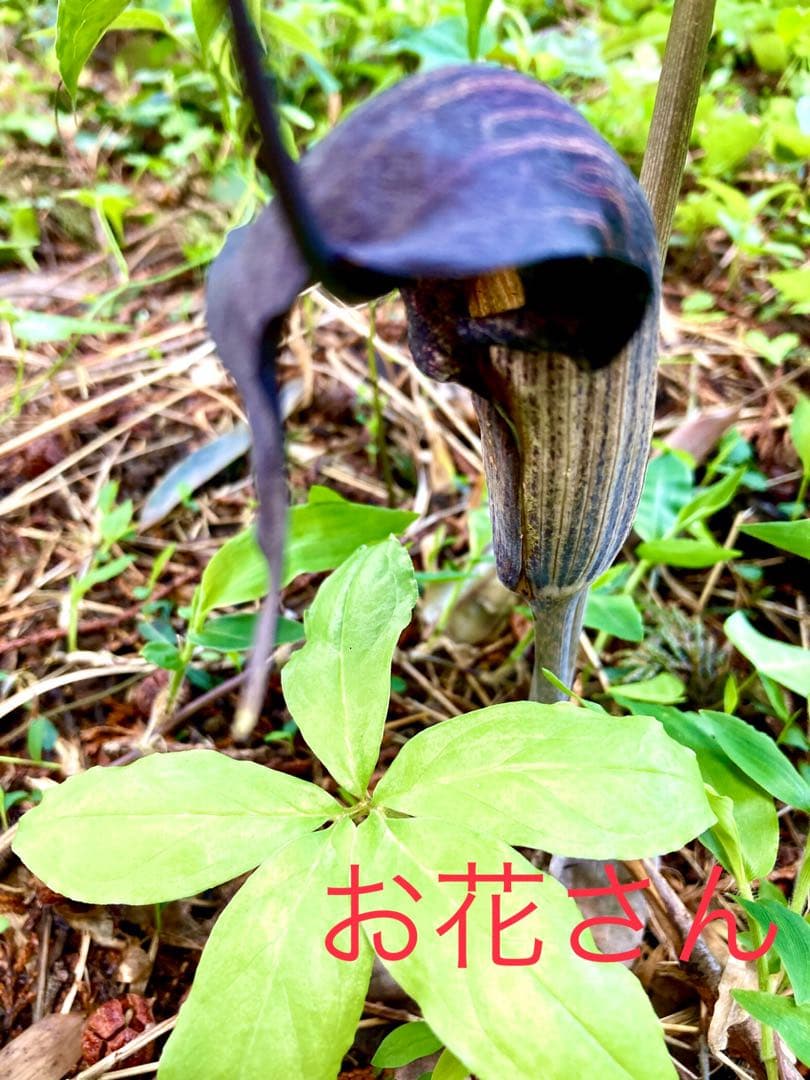 天然＊野生【ムラサキマムシグサ＊マムシグサ＊蝮草】山野草＊幼苗3〜4株＊抜き苗