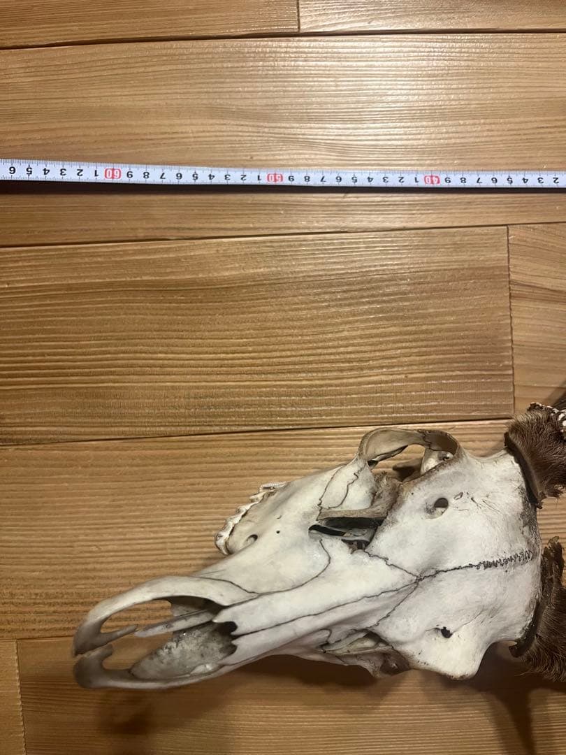 ニホンシカ　鹿　角　剥製　骨　アメリカン　ナンバープレート