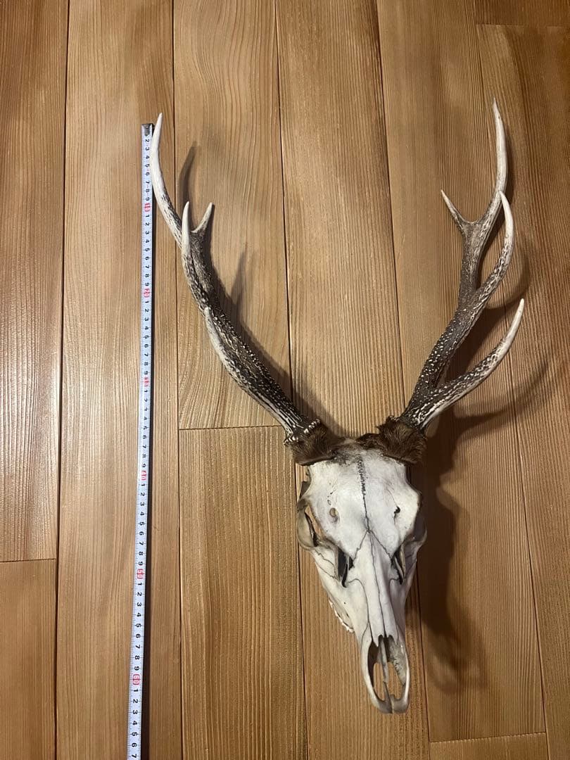 ニホンシカ　鹿　角　剥製　骨　アメリカン　ナンバープレート