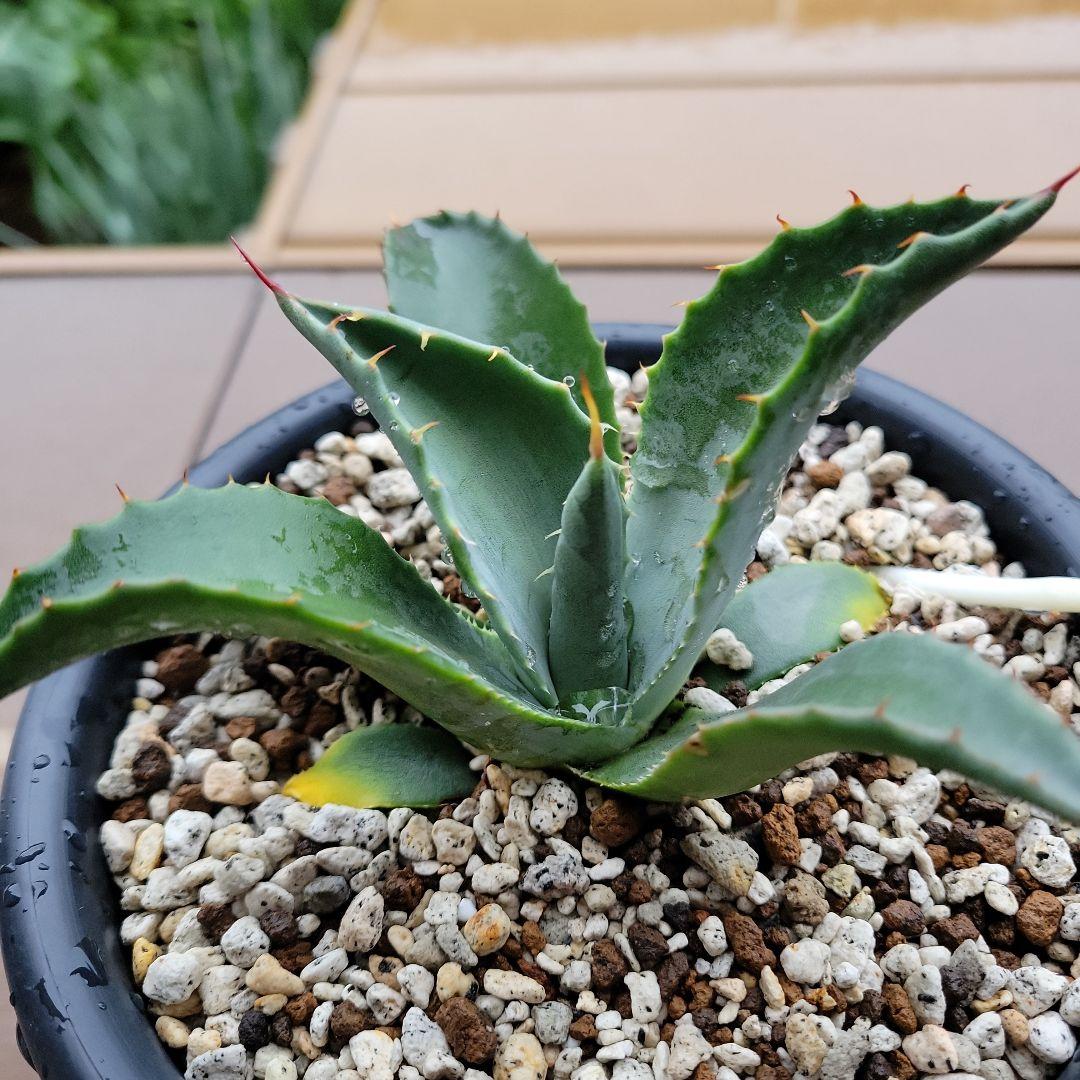 アガベ パリーパリー子株 - メルカリ