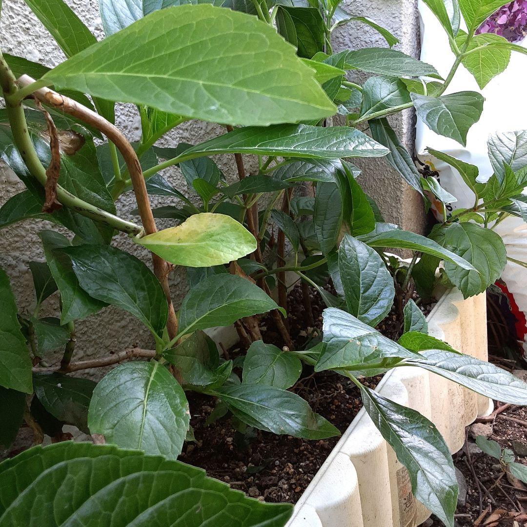 紫陽花　アフロ抜き苗１本コメントページ