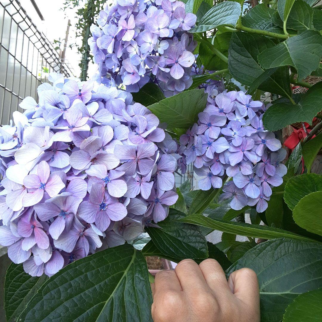 紫陽花　アフロ抜き苗１本コメントページ