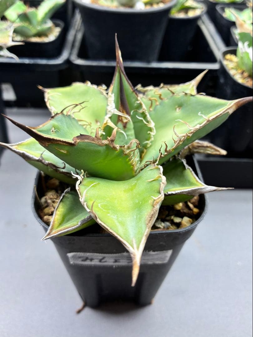 アガベ チタノタ オテロイ 実生 - メルカリ