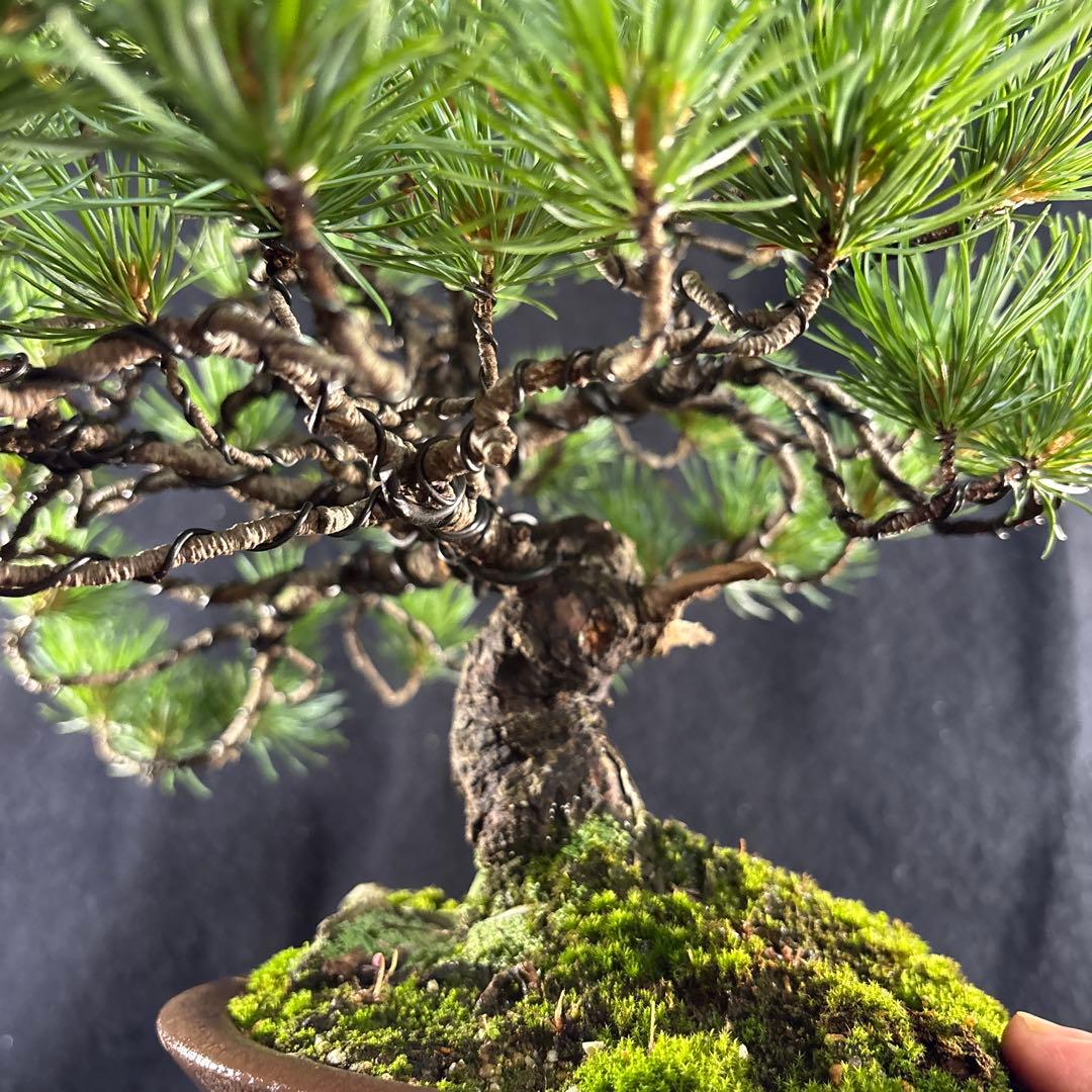 貴風盆栽、五葉松(幹太)模様木 やや汚れ傷有り