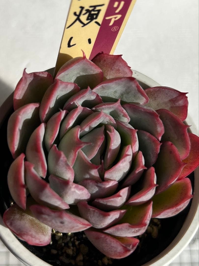 おらいさん苗　ミックスベリア　恋煩い　オーズプランツ　ちからもち