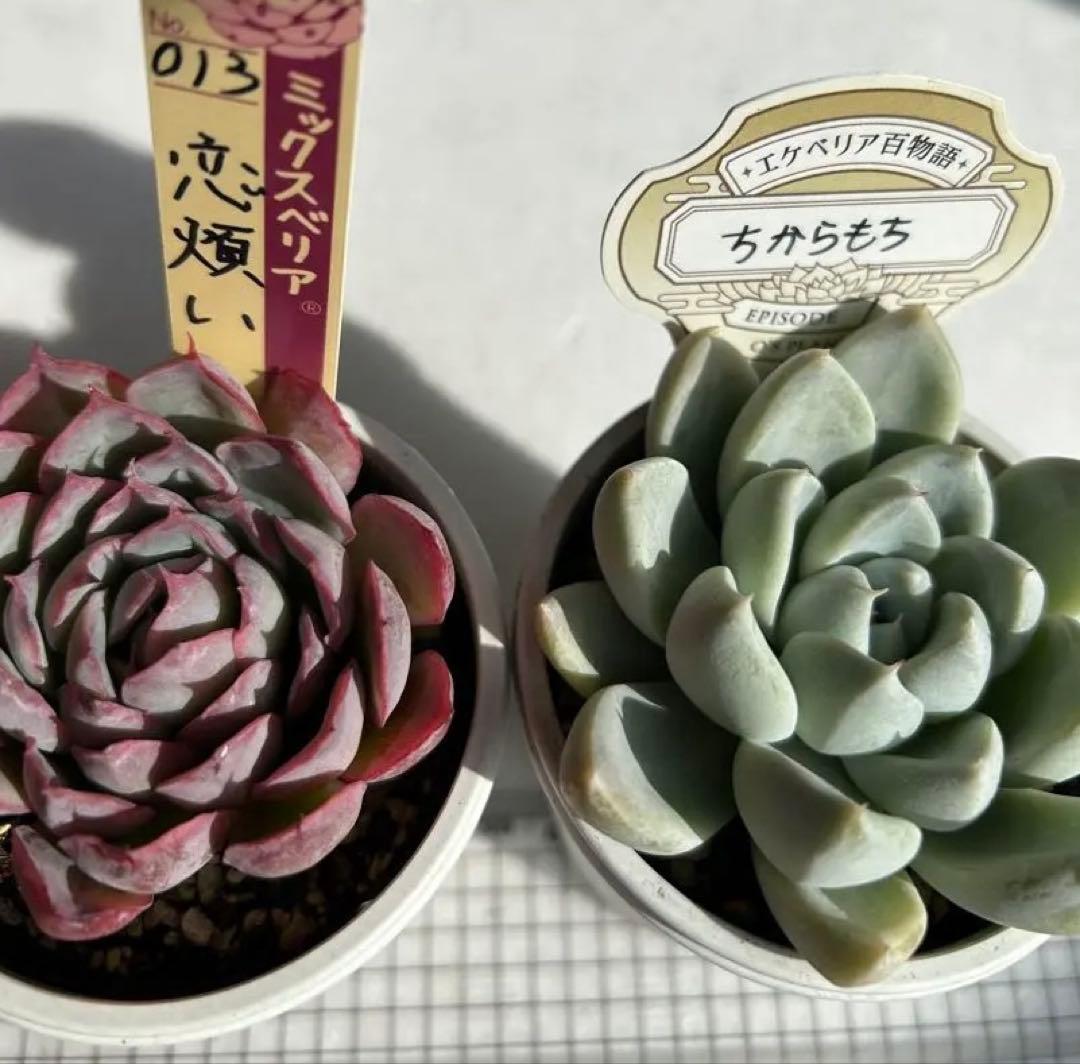 おらいさん苗　ミックスベリア　恋煩い　オーズプランツ　ちからもち