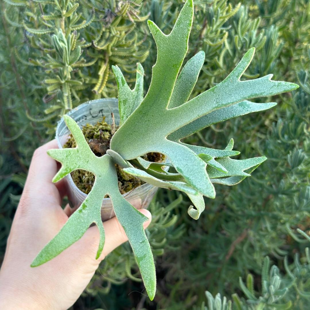 大きめ）P.willinckii 'Nano' spore 4901 - メルカリ