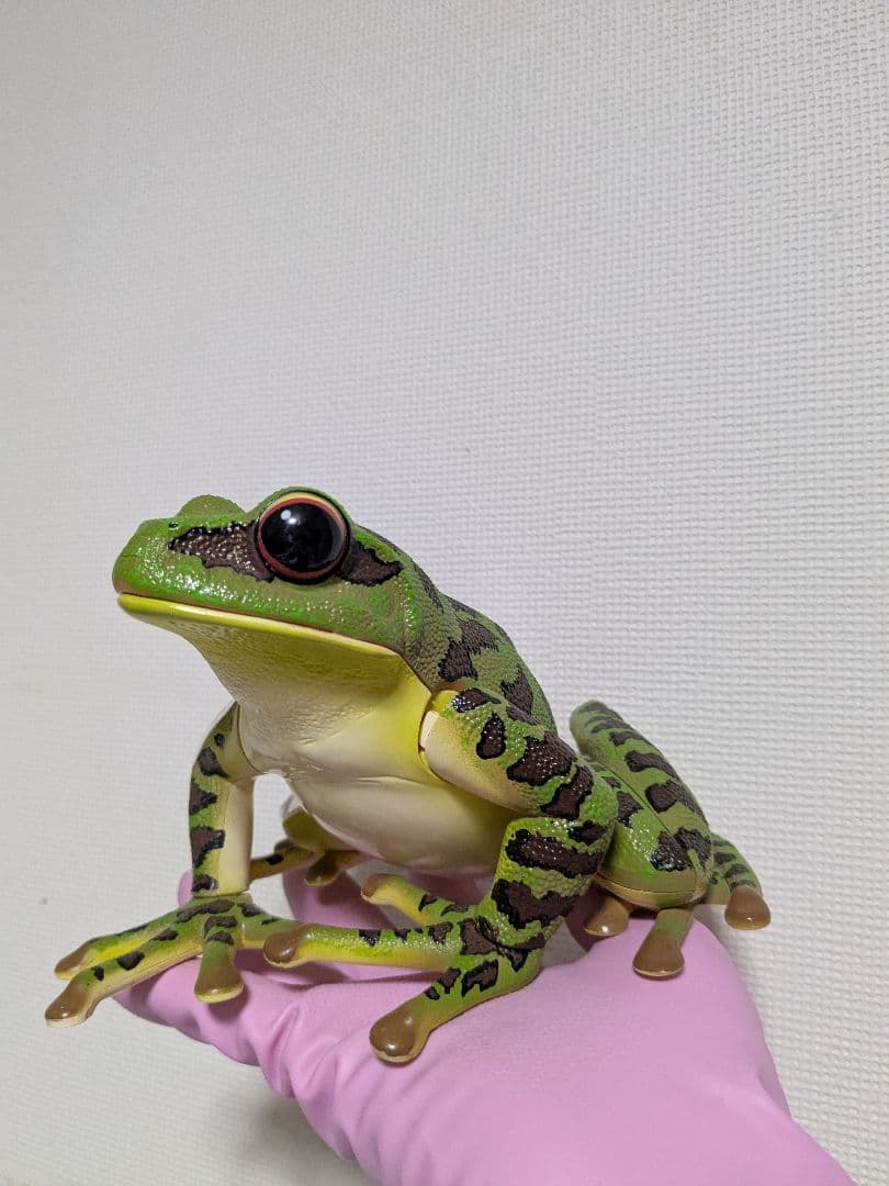 立体パズル 4D VISION 動物解剖 カエル解剖モデル Amazon | 立体パズル 4D VISION 動物解剖 カエル解剖モデル [並行輸入