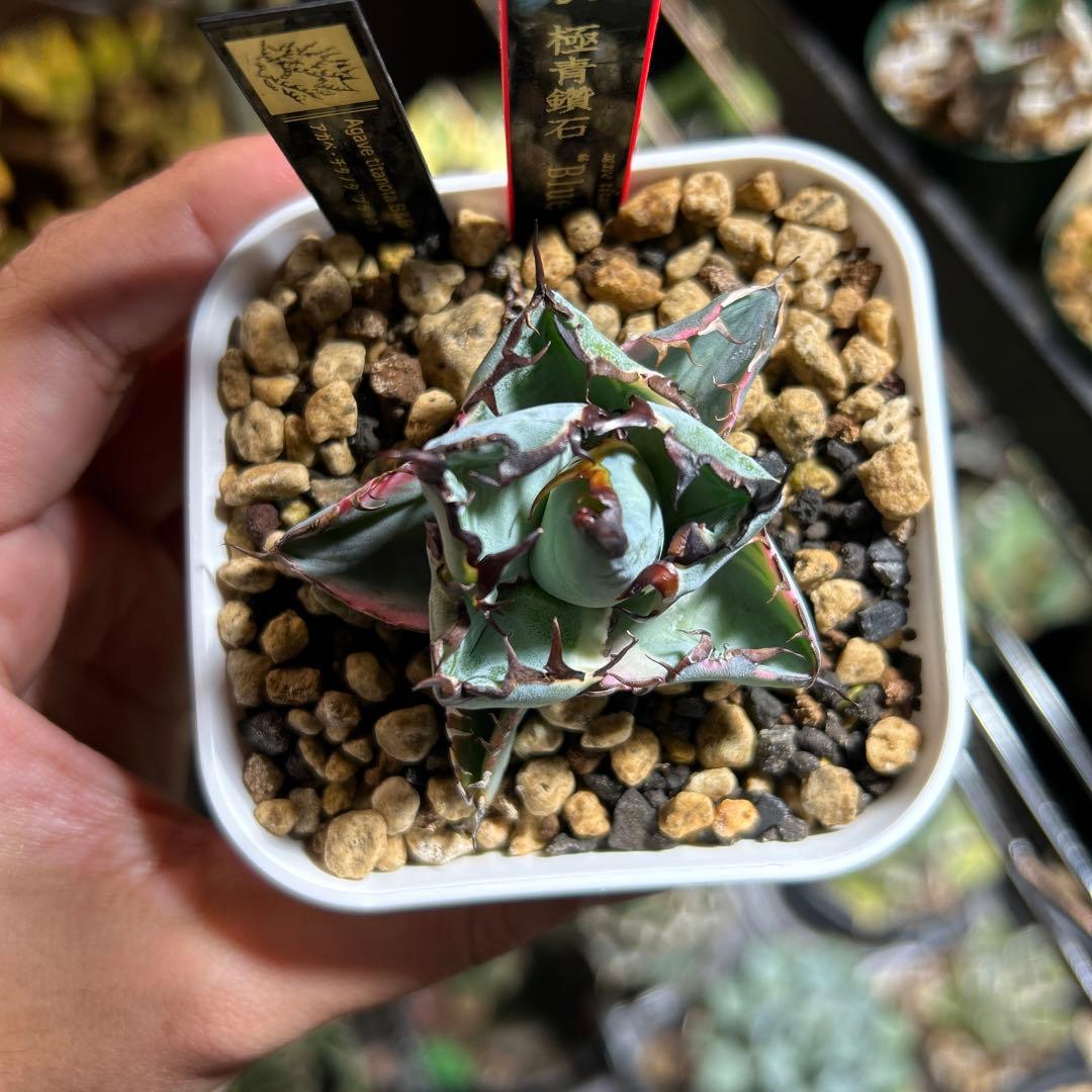 超コンパクト】 チタノタ BB錦 白覆輪斑 ブラックアンドブルー錦 発根