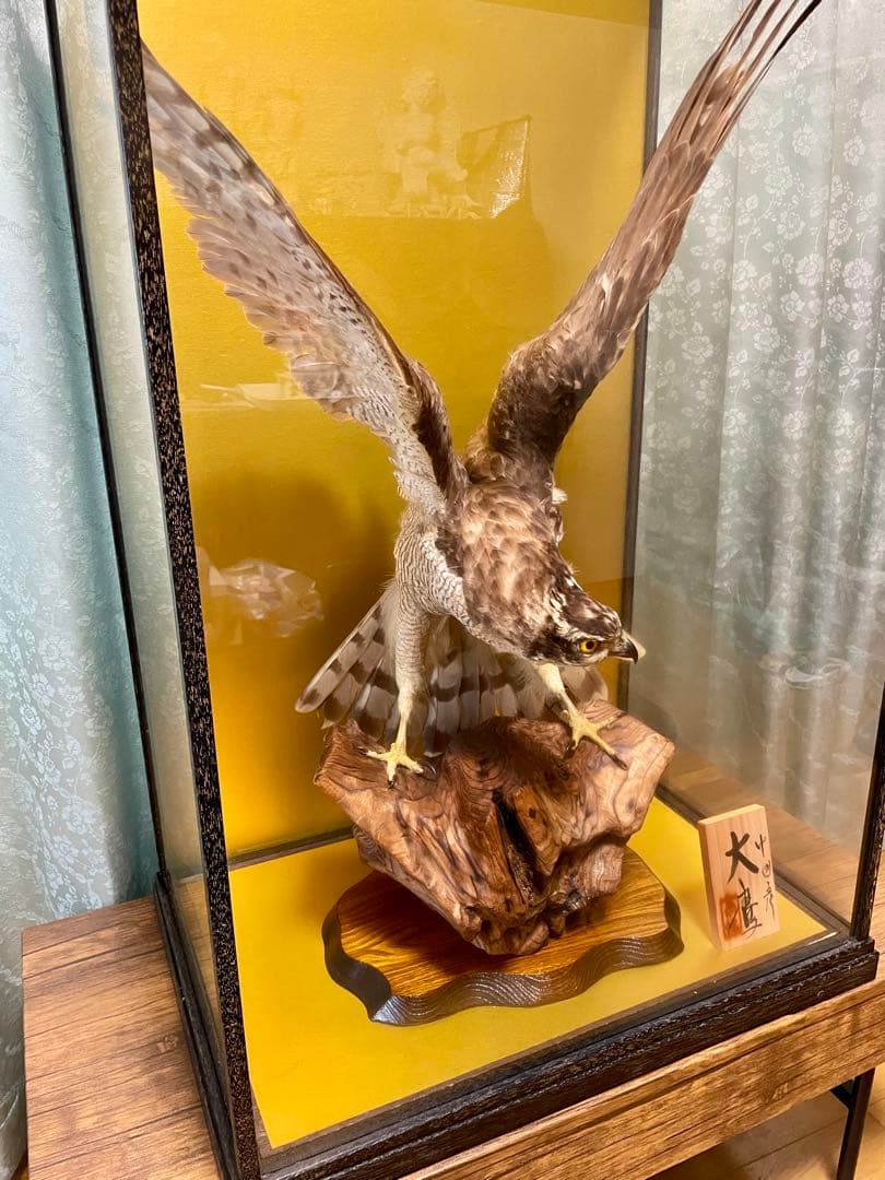 直接取引限定】大鷹 剥製 アンティーク 置物 オブジェ コレクション