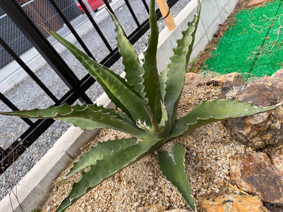 ジェントリー　ジョーズ　大株