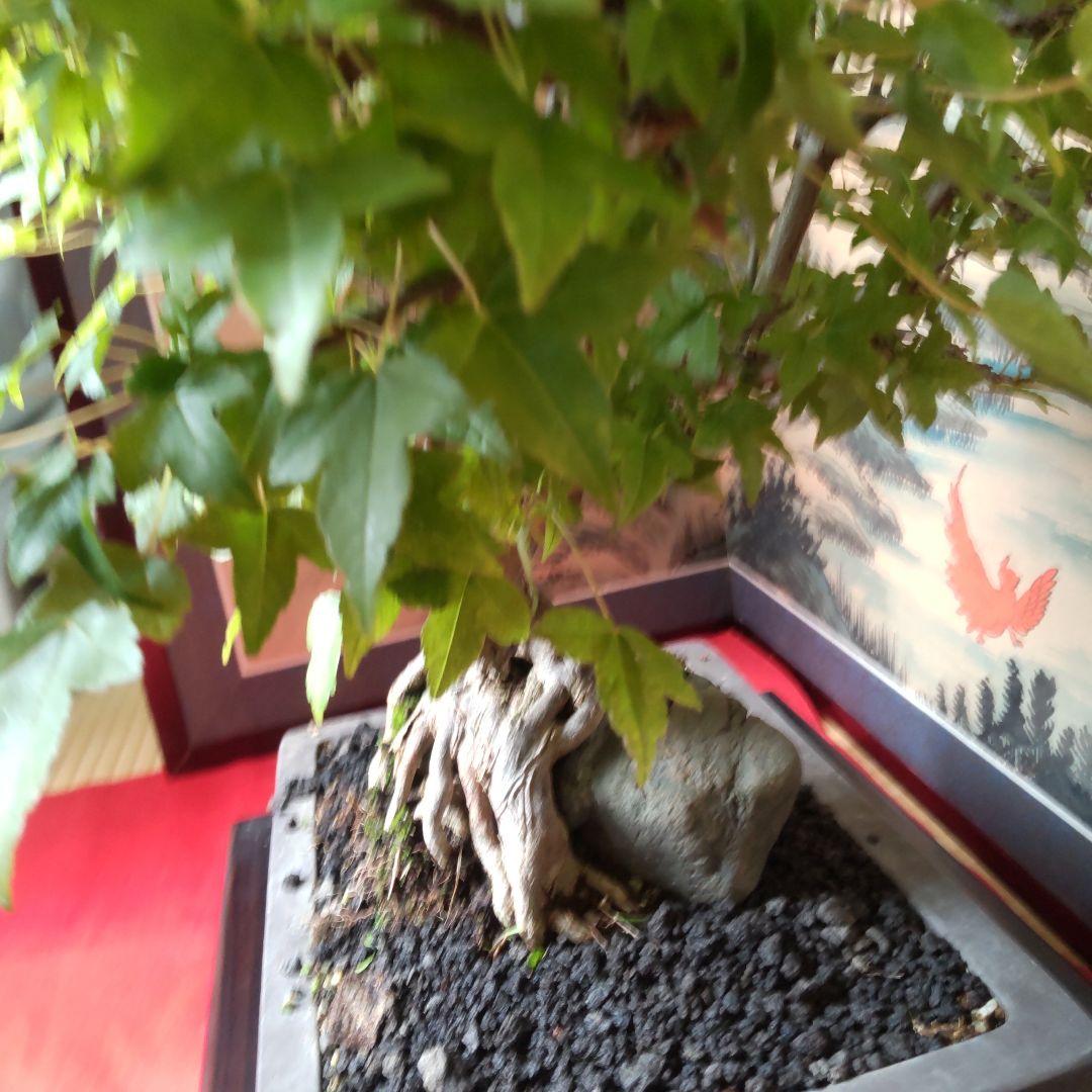 P*)様 石付きカエデ盆栽