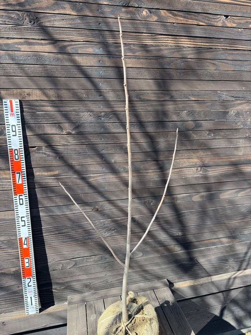 ポポー《庭木/果樹》【現品発送】管理 80042