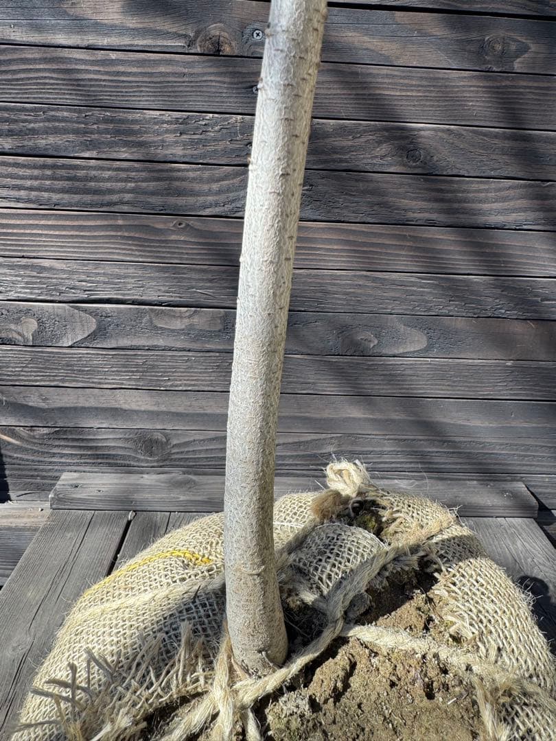 ポポー《庭木/果樹》【現品発送】管理 80042