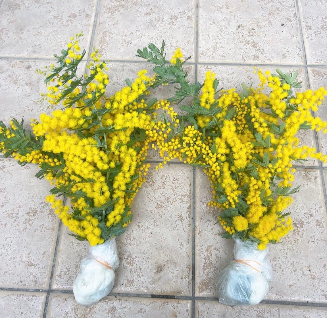 ミモザ 蕾又は開花後発送 8本 - メルカリ