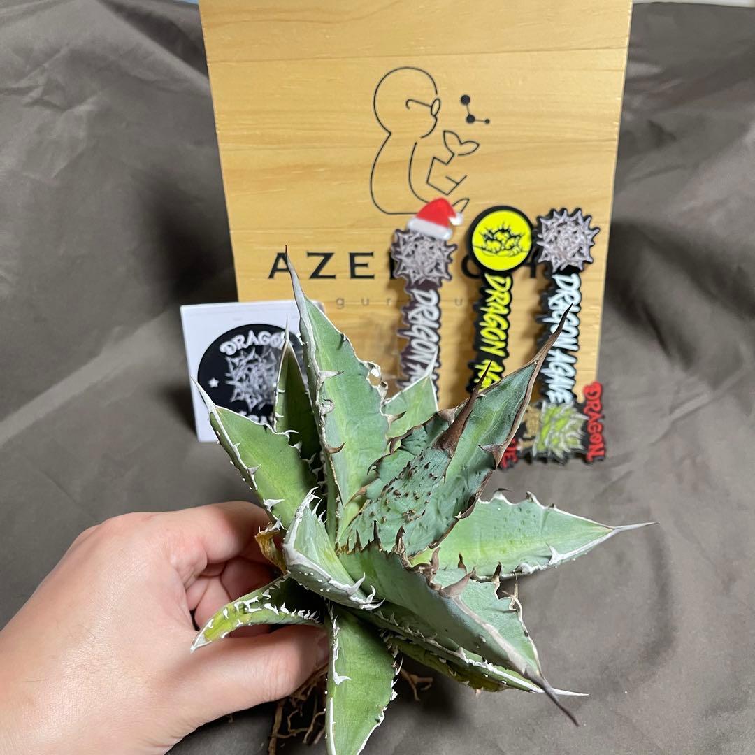 アガベ ハイブリッド 姫厳龍 × 木刺龍 キシロナカンサ ドラゴンアガベ