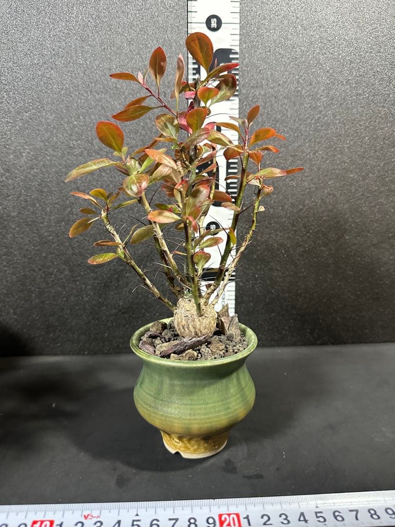 一点物⭐︎【美個体ボール　フォークイエリア・ファシクラータ　国内実生　＋作家鉢】