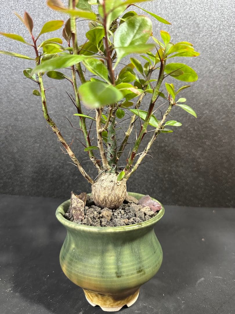 一点物⭐︎【美個体ボール　フォークイエリア・ファシクラータ　国内実生　＋作家鉢】