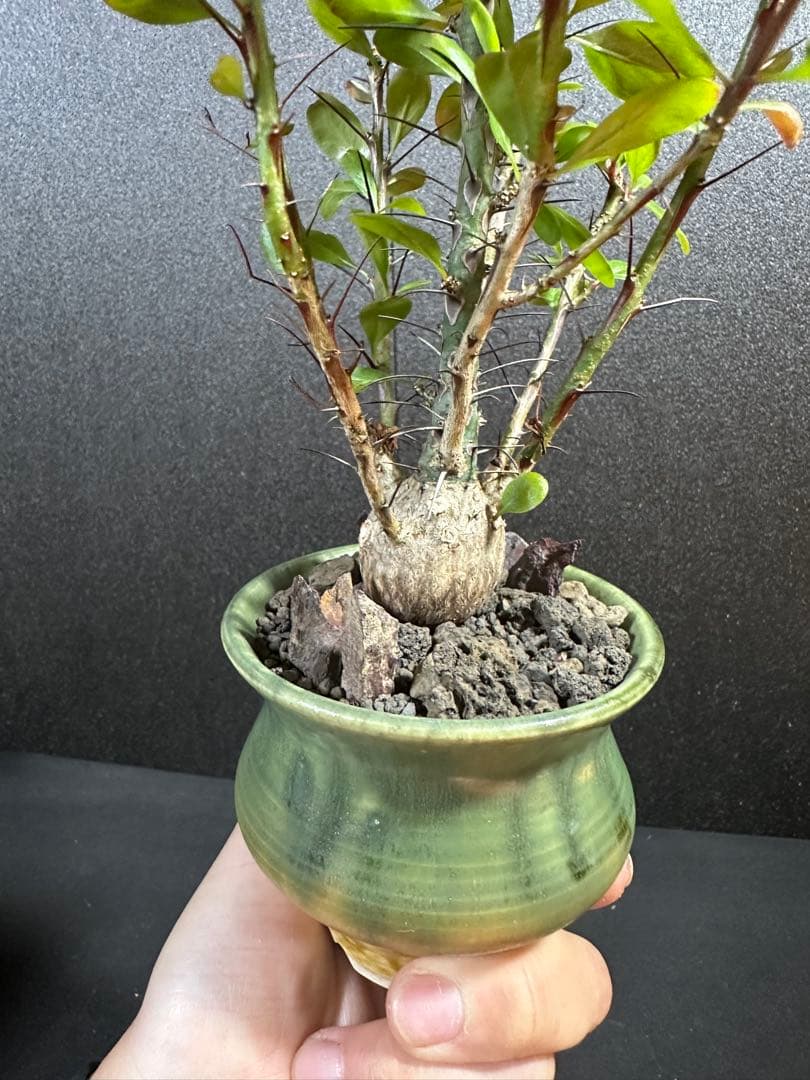 一点物⭐︎【美個体ボール　フォークイエリア・ファシクラータ　国内実生　＋作家鉢】