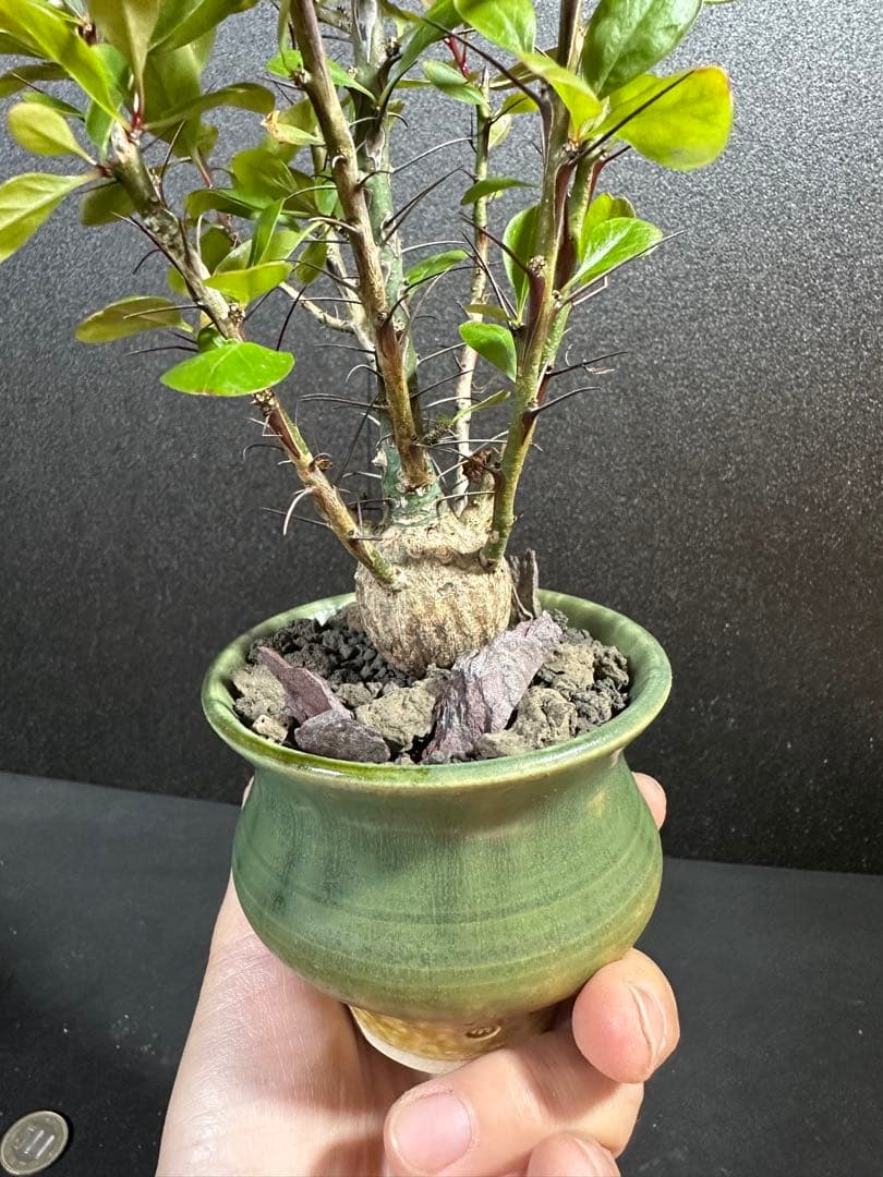 一点物⭐︎【美個体ボール　フォークイエリア・ファシクラータ　国内実生　＋作家鉢】