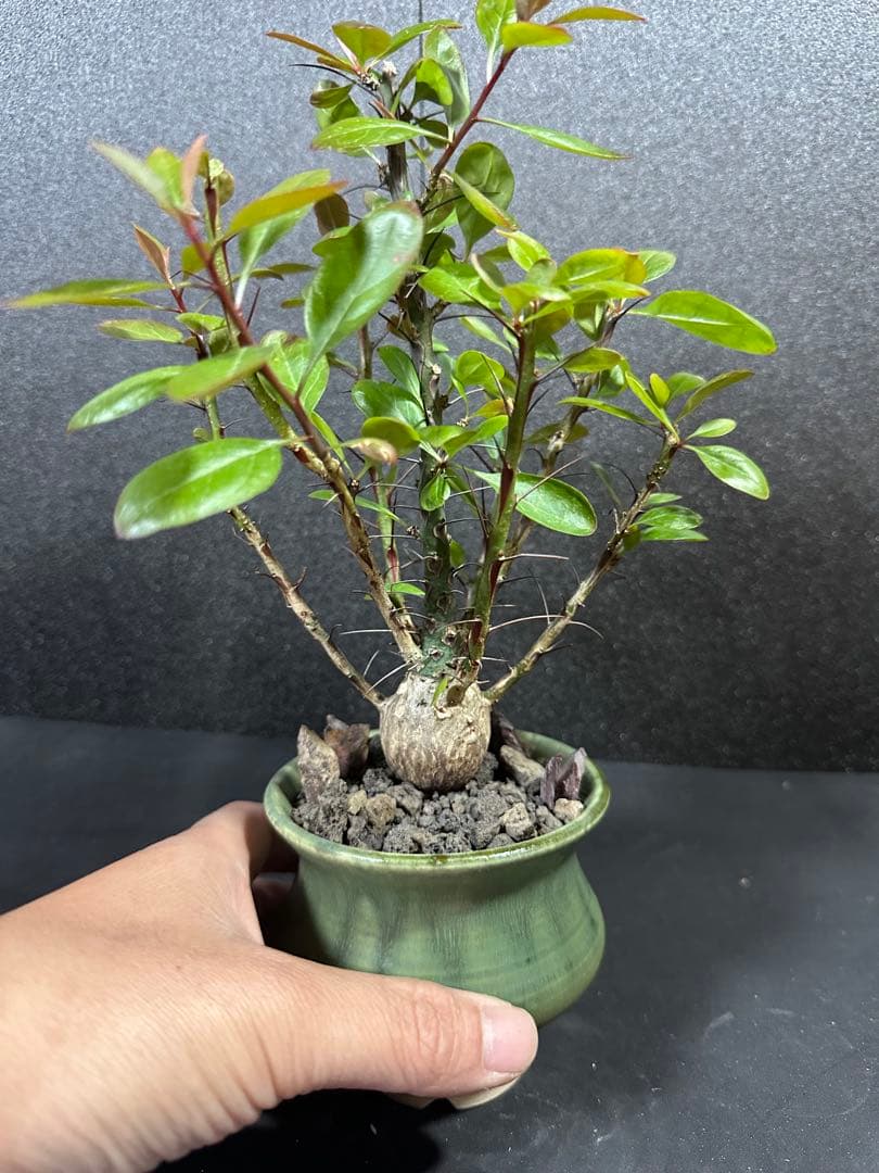 一点物⭐︎【美個体ボール　フォークイエリア・ファシクラータ　国内実生　＋作家鉢】