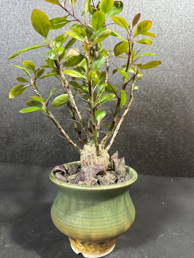 一点物⭐︎【美個体ボール　フォークイエリア・ファシクラータ　国内実生　＋作家鉢】