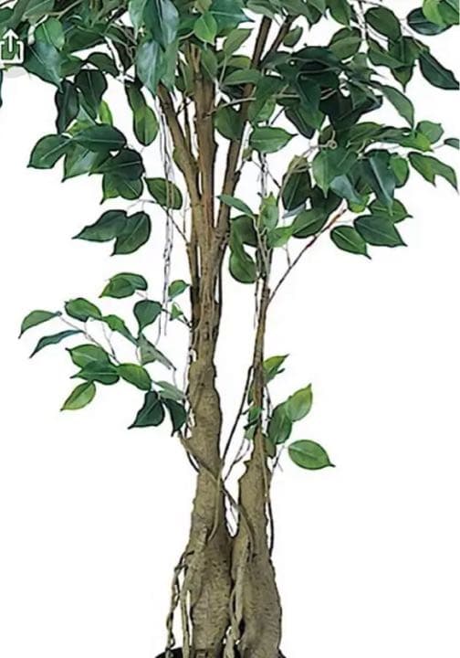 光触媒　人工観葉植物　ウォールグリーン　フェイクグリーン　フィカスツリー190