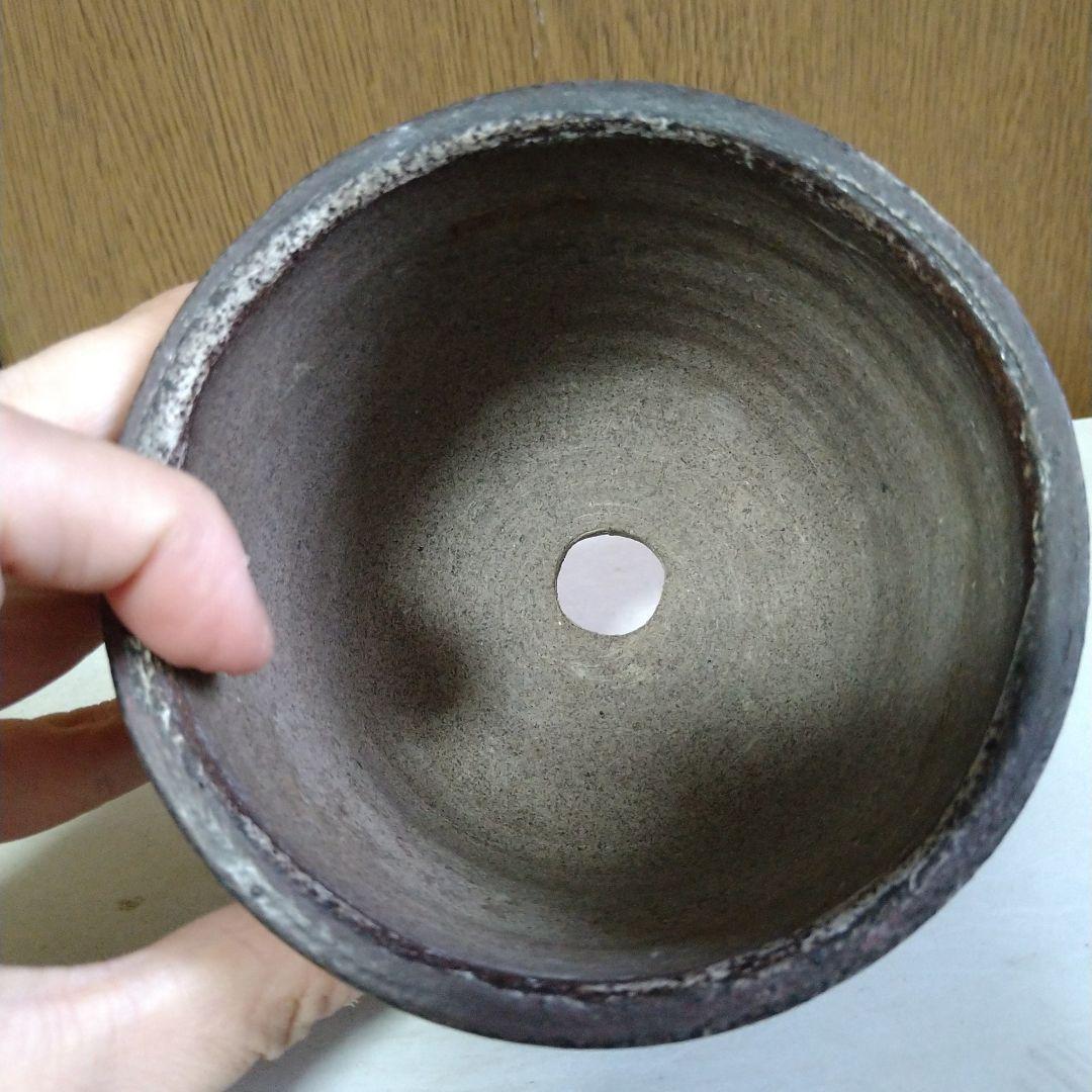 ●芽の巣山購入 安西桂 鉢3100