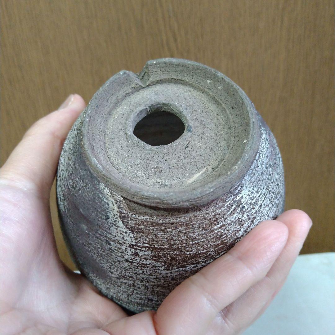 ●芽の巣山購入 安西桂 鉢3100