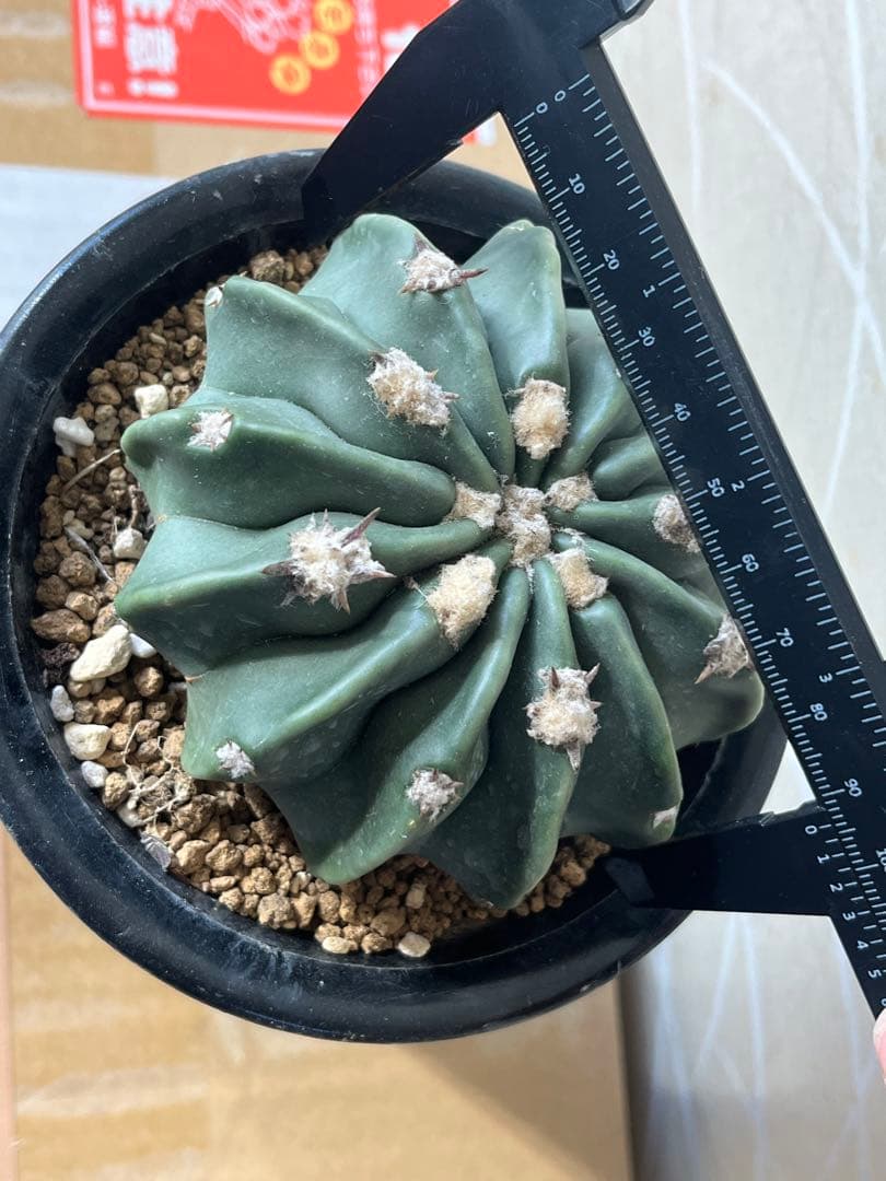 無刺綾波　実生