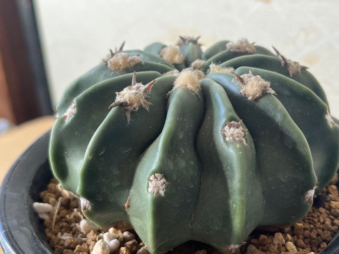 無刺綾波　実生