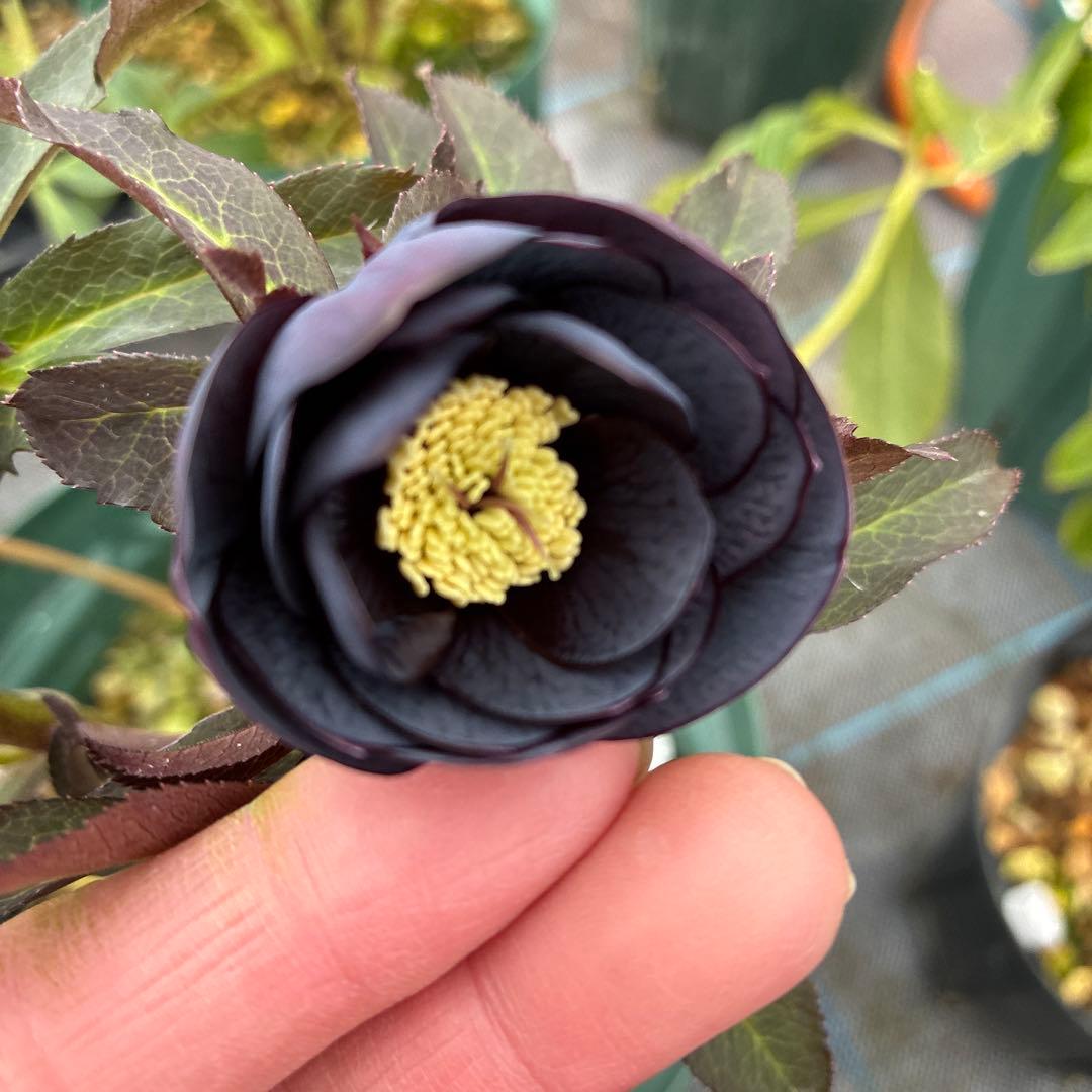 クリスマスローズ　ブラックフラッシュ　７寸