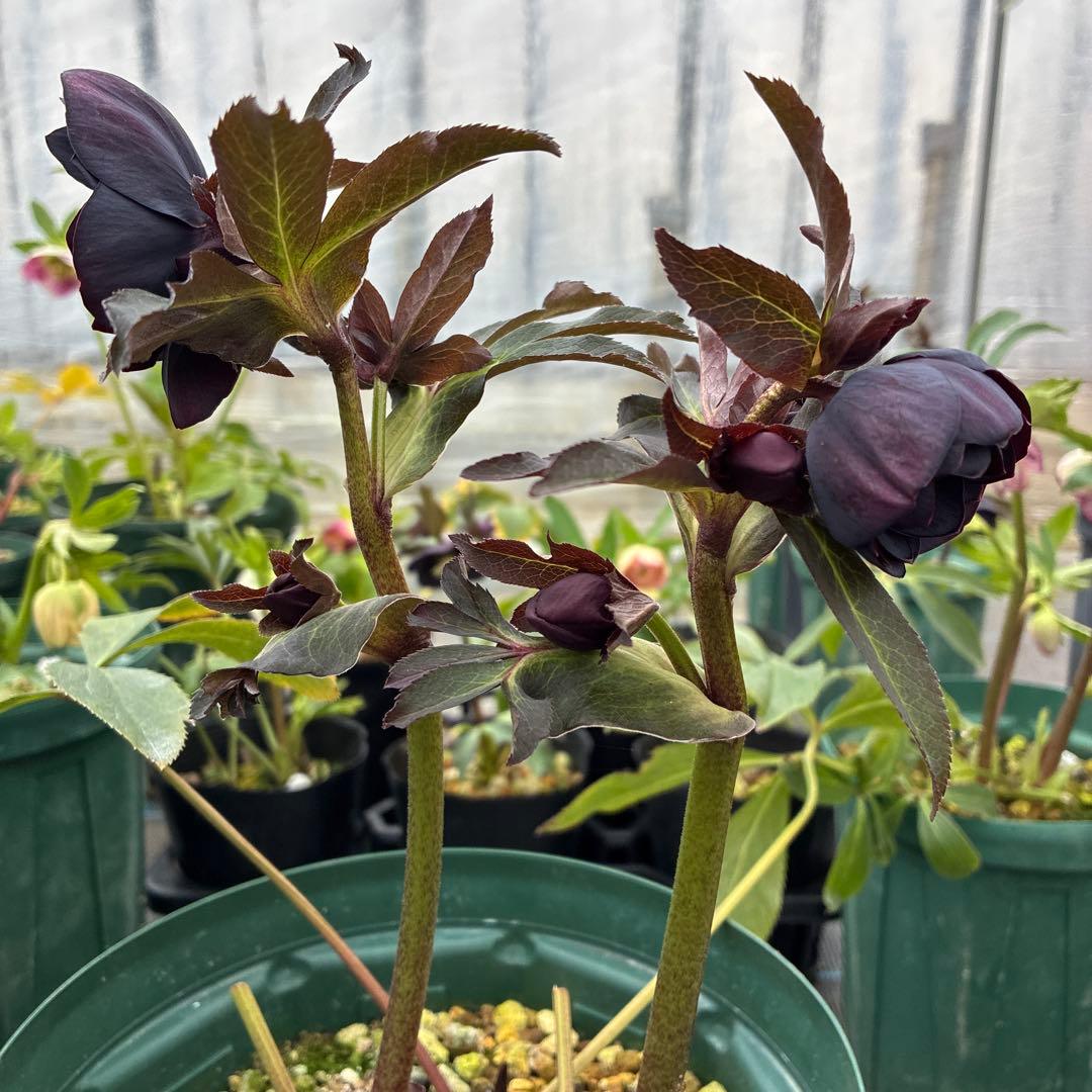 クリスマスローズ　ブラックフラッシュ　７寸