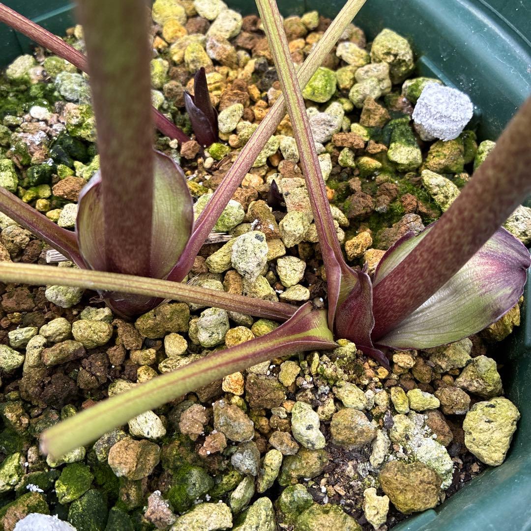 クリスマスローズ　ブラックフラッシュ　７寸