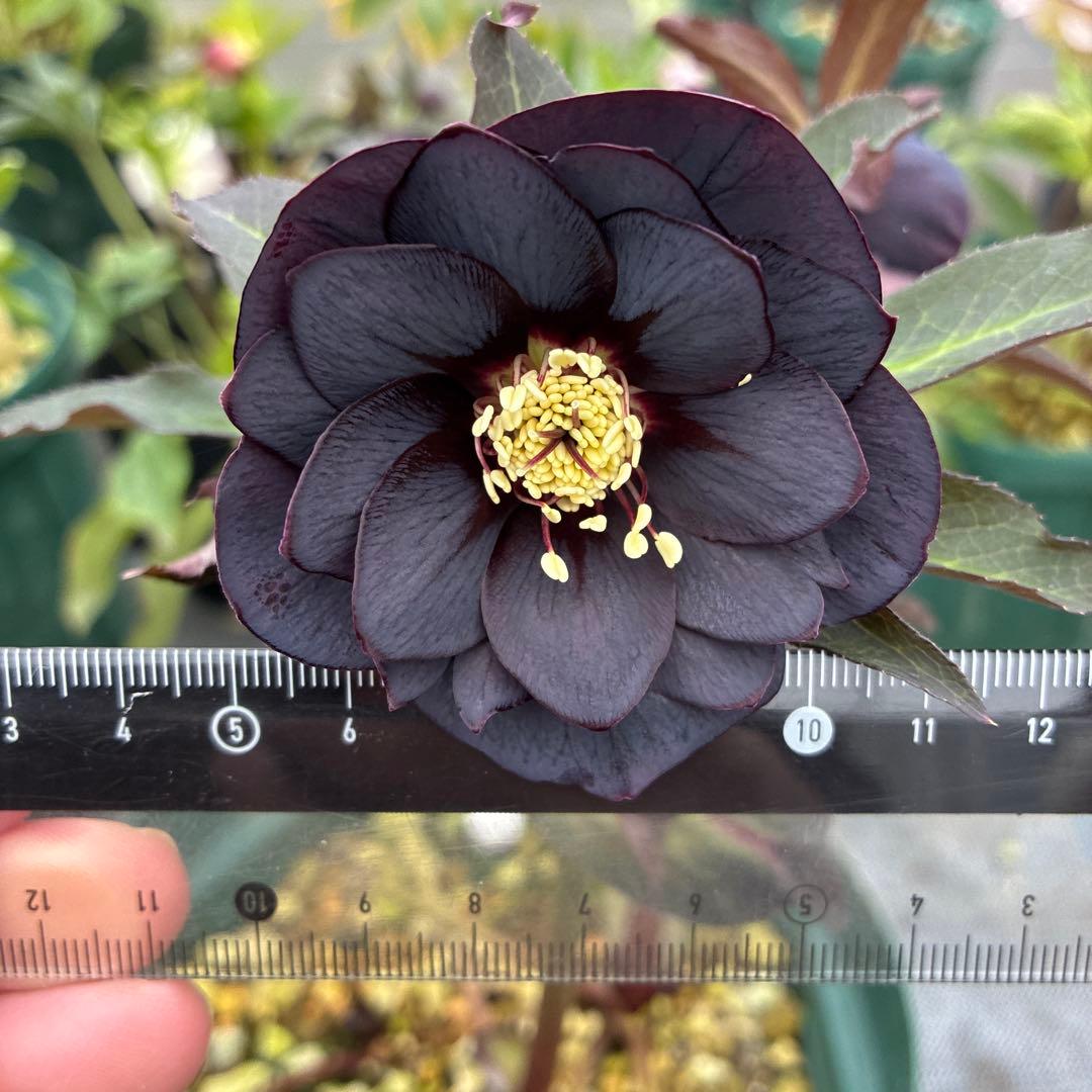 クリスマスローズ　ブラックフラッシュ　７寸