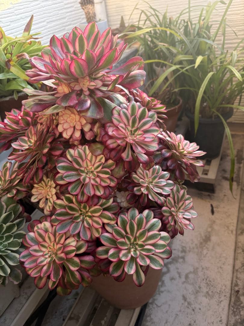 アエオニウム　シャネル法師錦大株