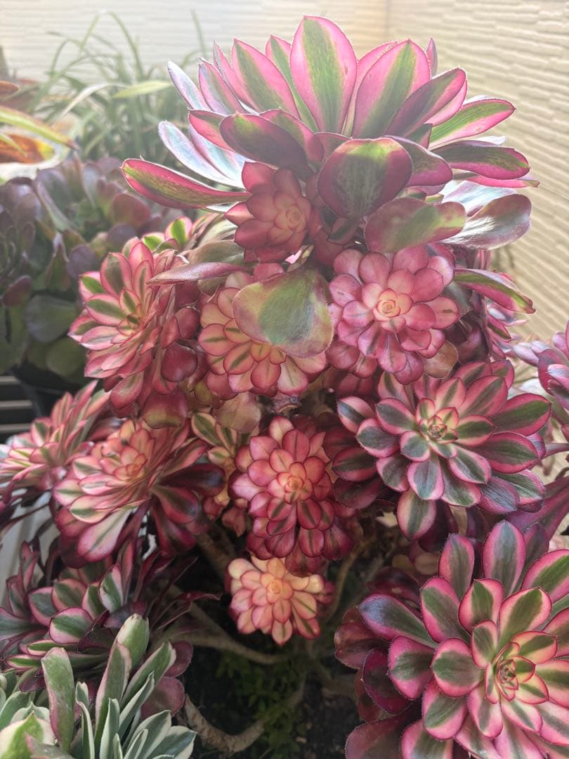 アエオニウム　シャネル法師錦大株