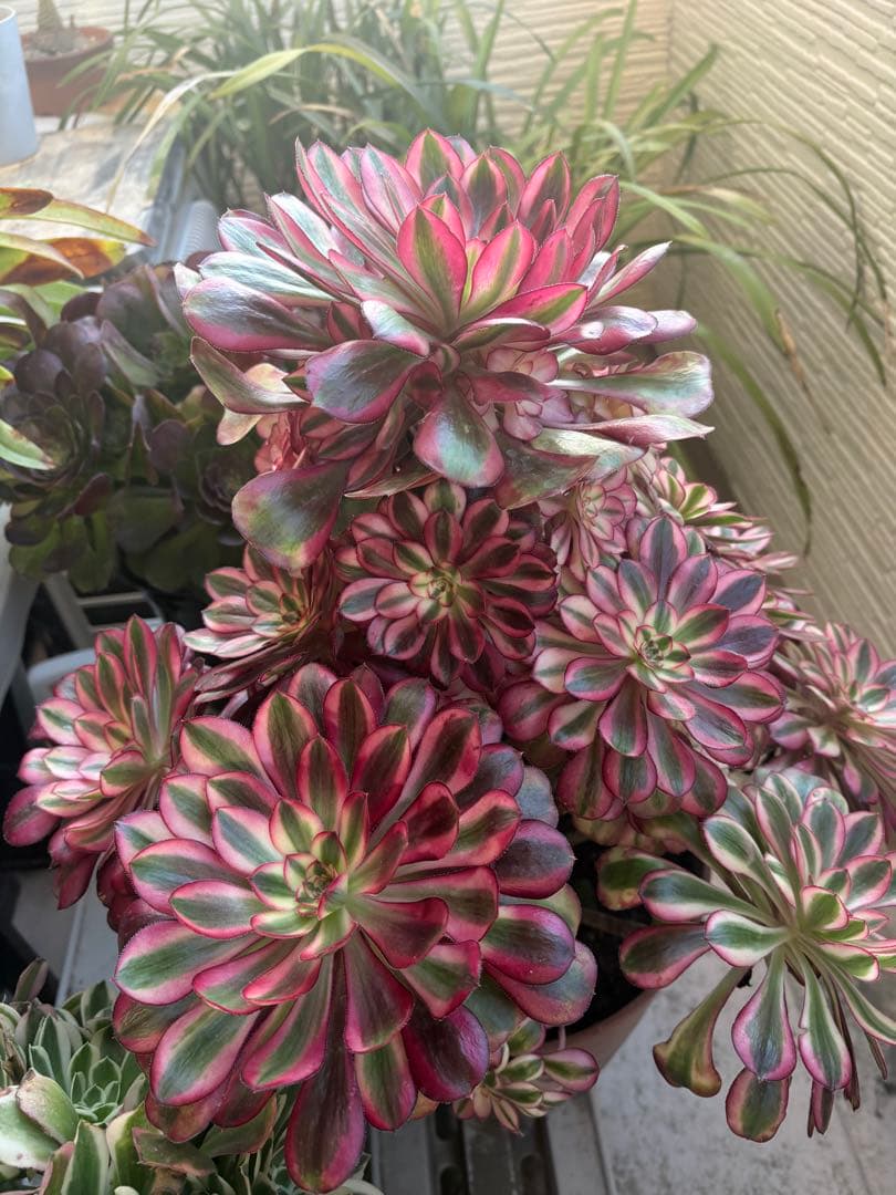 アエオニウム　シャネル法師錦大株