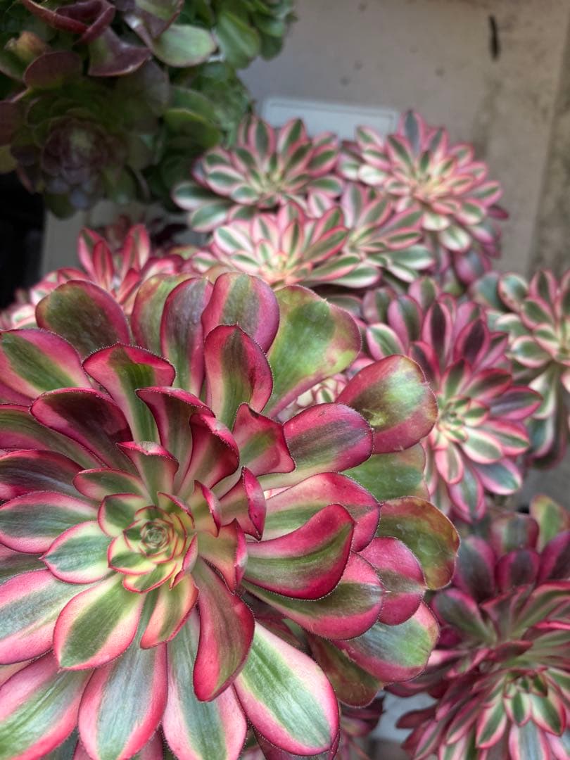 アエオニウム　シャネル法師錦大株