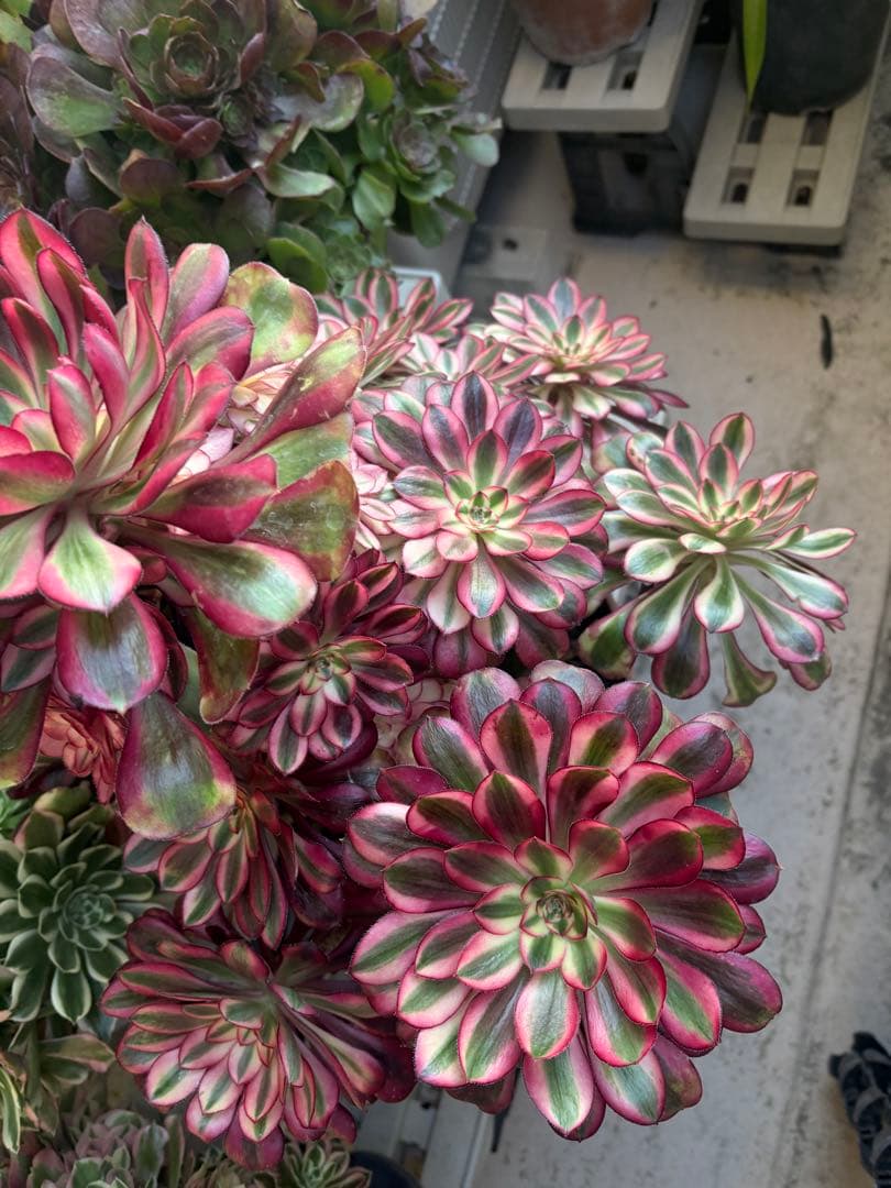 アエオニウム　シャネル法師錦大株