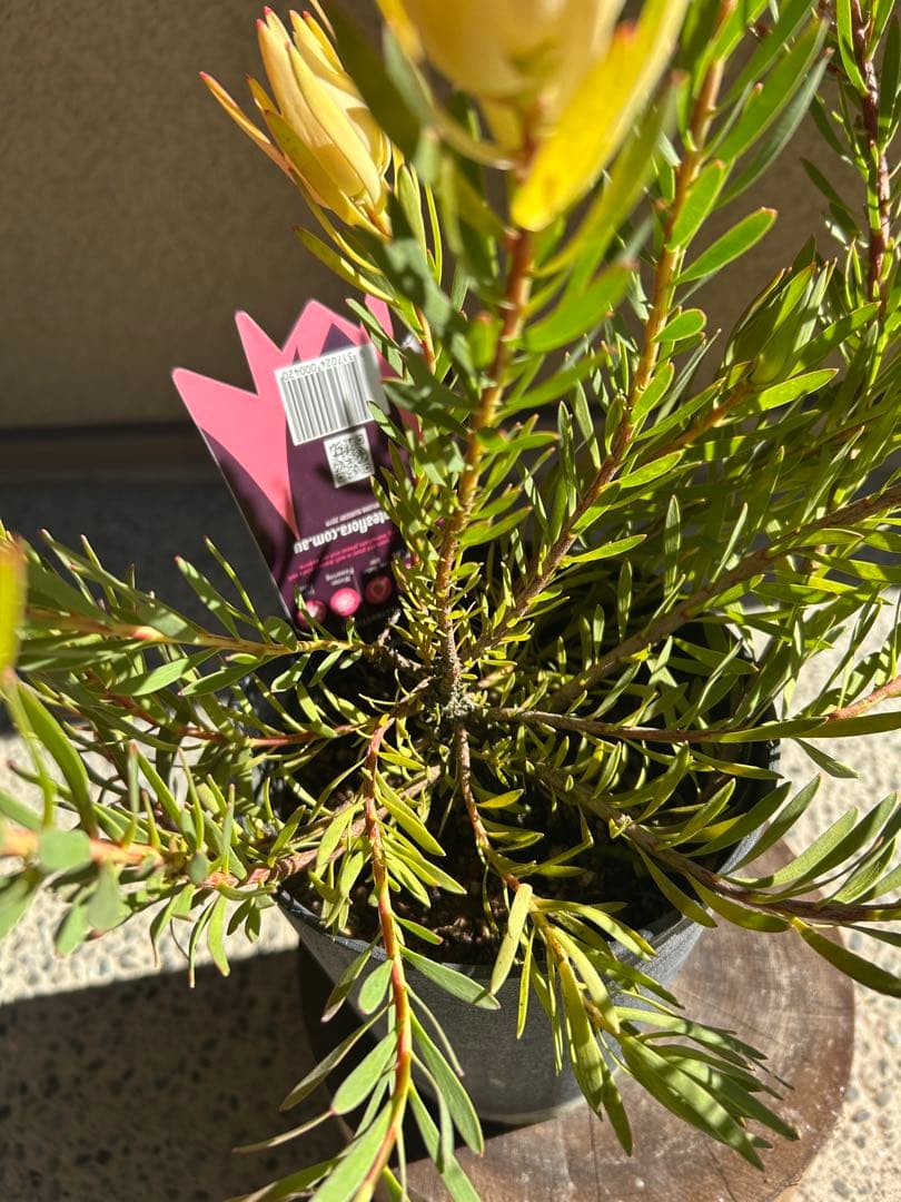 リューカデンドロンファイアーグロー5号大② - メルカリ