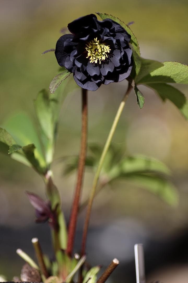 クリスマスローズ 開花株 八咫烏hyb - メルカリ