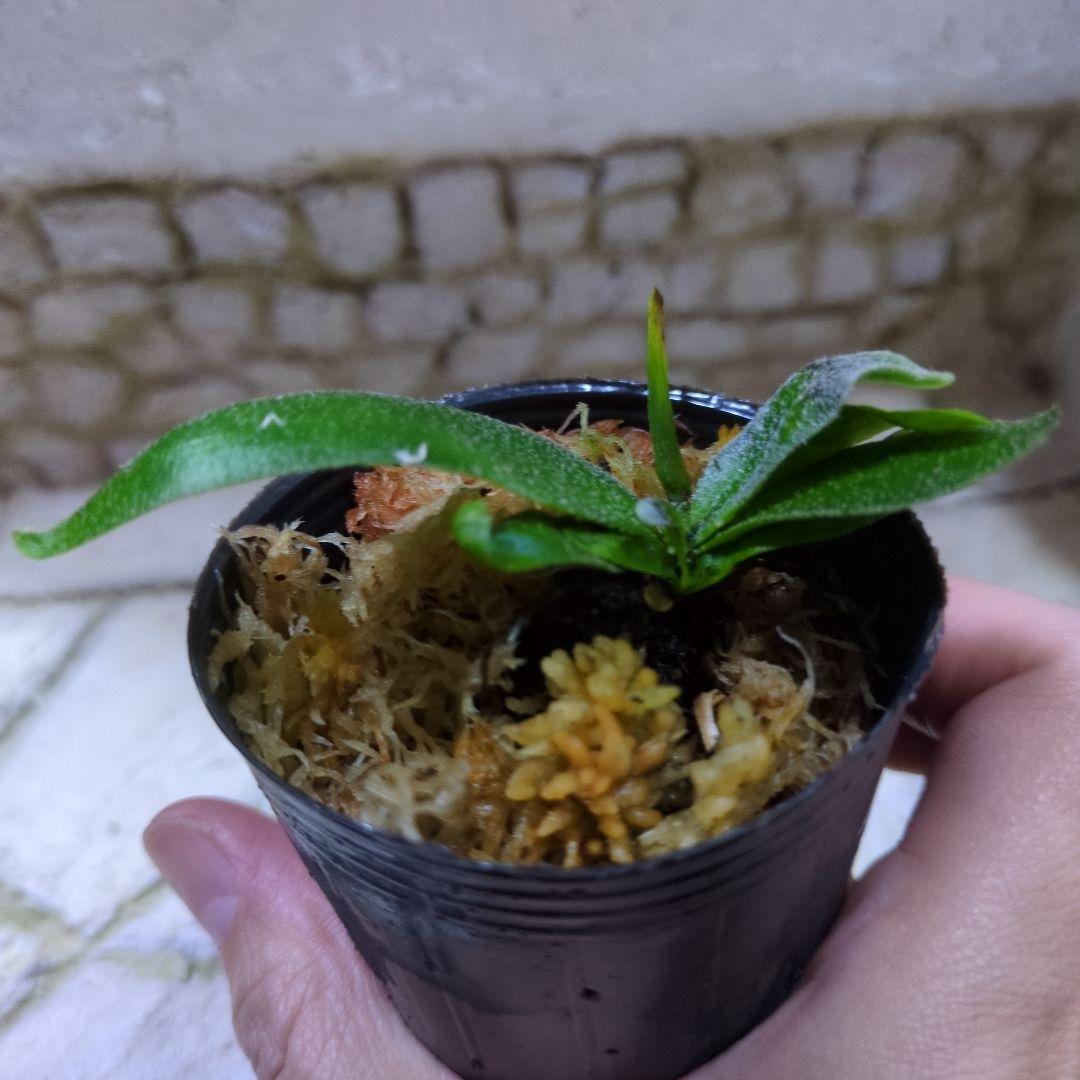 速達ビカクシダ P.Willinckii 'OMG' spore ② - メルカリ